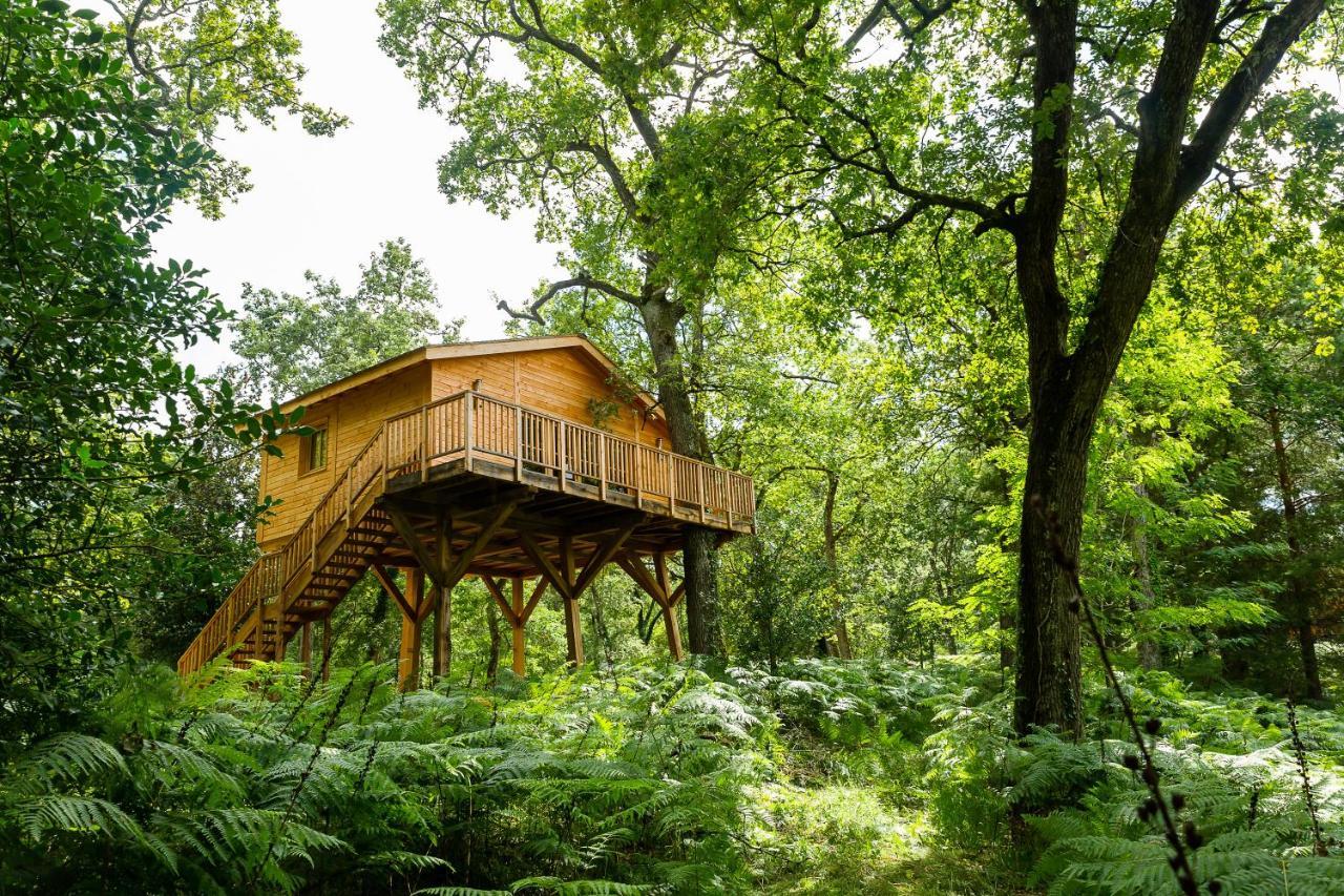 Quadruple Tree House