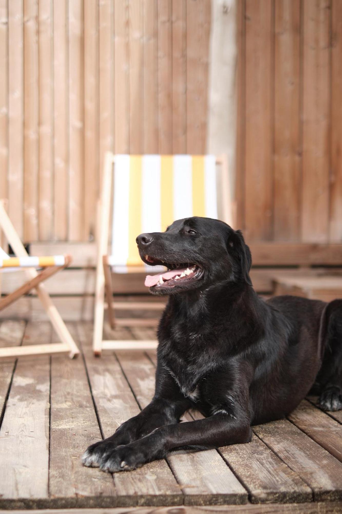 Suite with 3 bedrooms – 2 dogs allowed