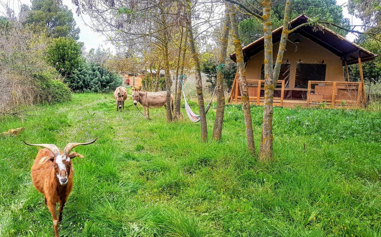 Lodge Écologique 2
