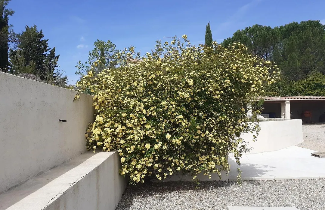 La Borrellienne-1