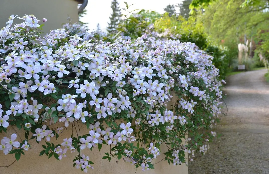 Le Clos Fleuri-1