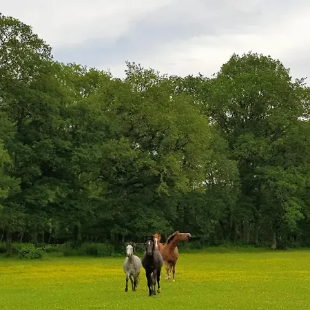 haras du Vignault Le Bûcher-2
