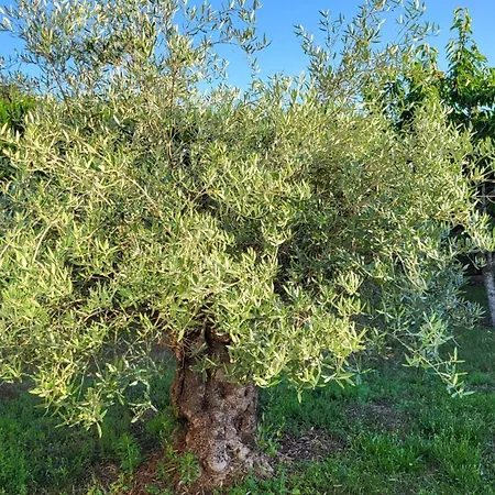 lamaison-d'ose-3