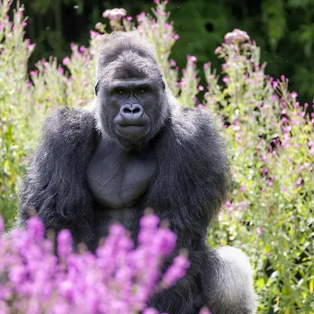 Les Jardins De Beauval-2