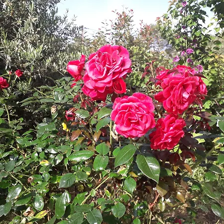 La Villa Provencale-2