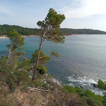 Le Pin D'Alep-2
