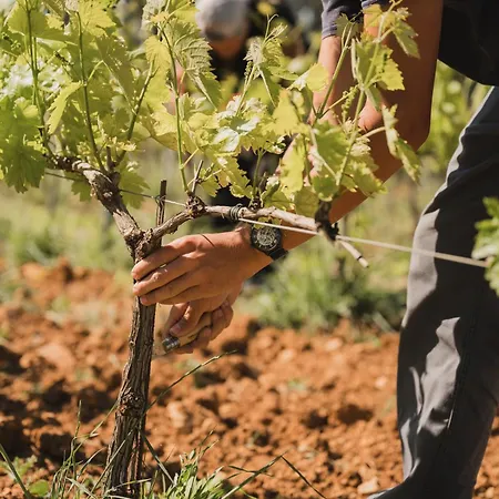 Domaine Rabiega - Vineyard&Boutique hotel-3