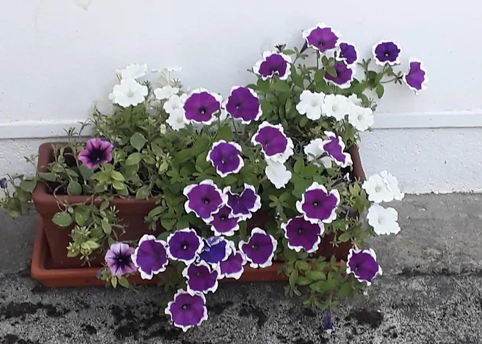 Bed and Breakfast D'Un Jardin A L'Autre Tarbes