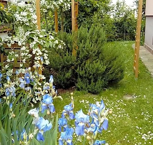 Bed and Breakfast Marcia Donatti-A L'Ombre Des Coteaux Rio De Janeiro Kaysersberg-Vignoble